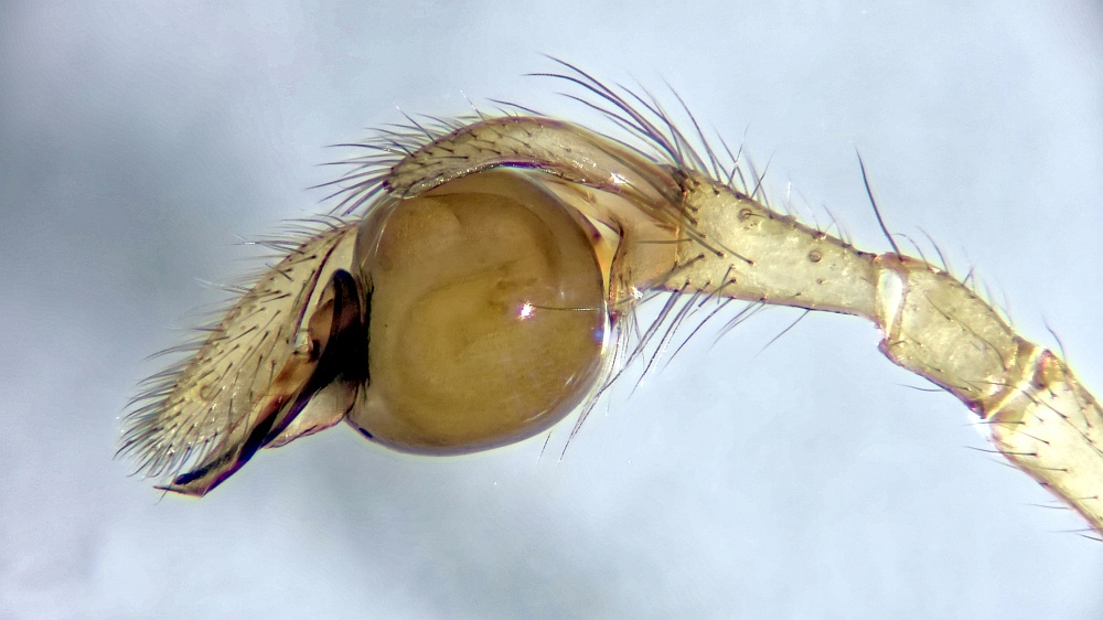 Palpus Pachygnatha clercki